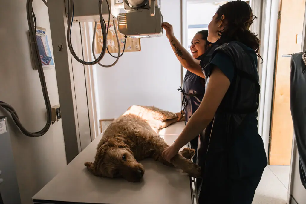 A doodle is xrayed at Beltsville Veterinary Hospital.