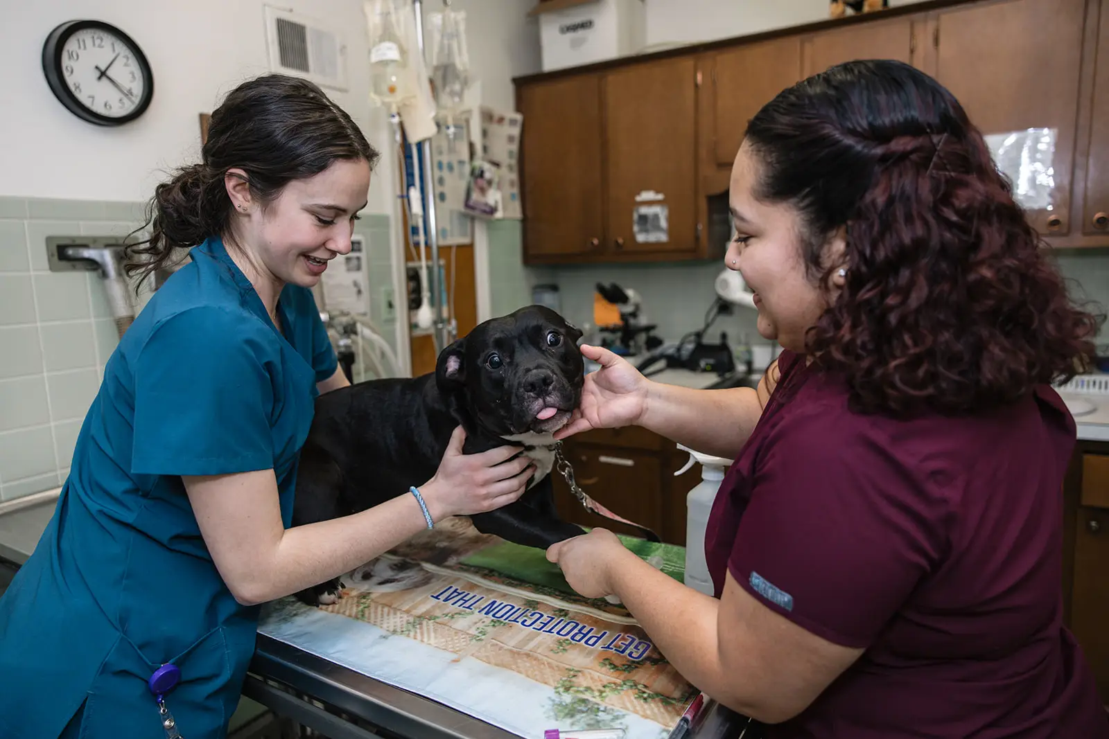 Pet Teeth Cleanings in Beltsville, MD | Beltsville Veterinary Hospital