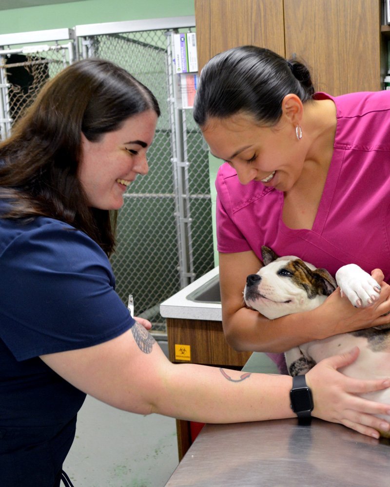 Beltsville Veterinary Hospital Mentorship & Professional Growth Beltsville Team with Puppy